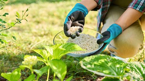 Image result for Pruning Hydrangea Standard Tree Fall