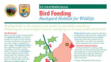 BirdFeeding2.pdf | FWS.gov