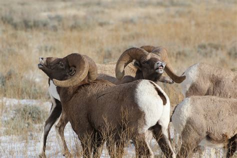 Male bighorn sheep | FWS.gov