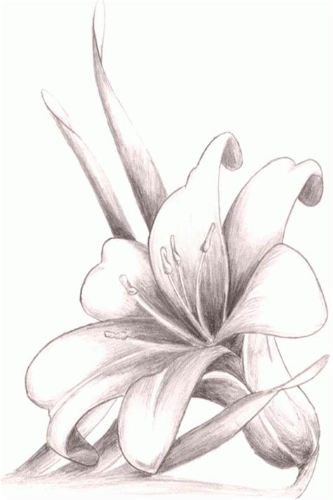 flower drawing labeled