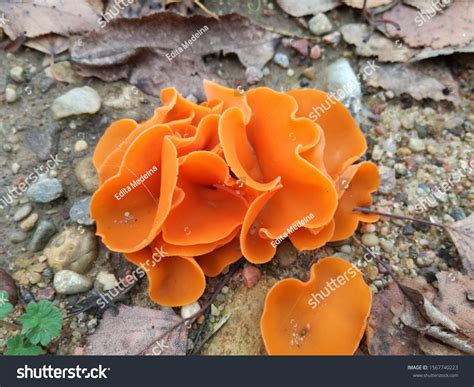 Aleuria Aurantia: Over 222 Royalty-Free Licensable Stock Photos ...