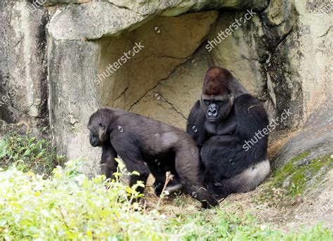 Gorillas Mating