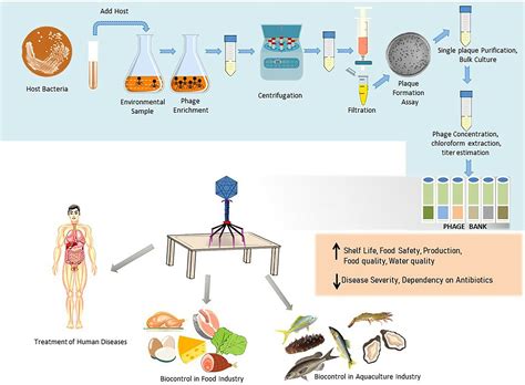 Frontiers | Tracking the phage trends: A comprehensive review of applications in therapy and ...
