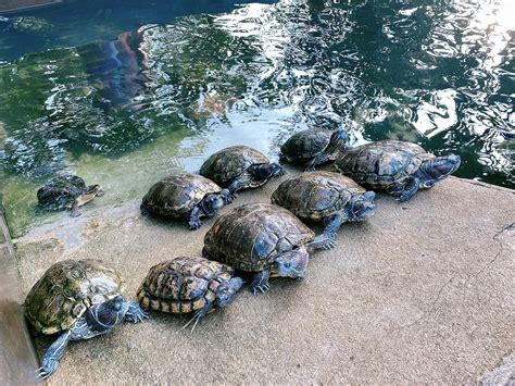 UNCLE WONG HAPPY FARM (2026) All You Need to Know BEFORE You Go (with ...