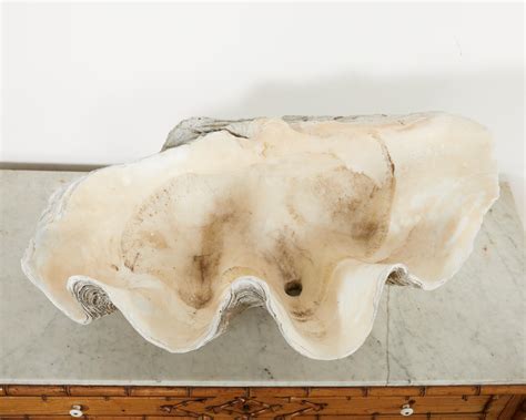 Image result for Large Clam Shells