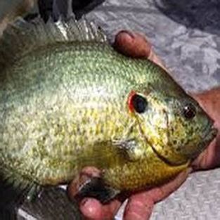 Image result for Shellcracker Fish