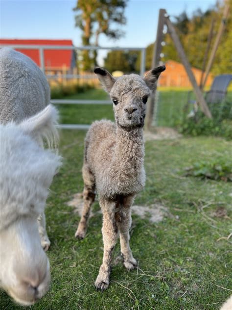 HERZ HQ Tóxica – Herzog-Alpakas