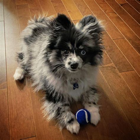 Blue Merle Pomeranian Puppies