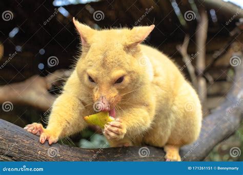 Golden brushtail possum stock image. Image of golden - 171261151