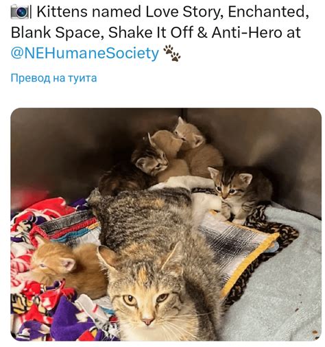 Shake It Off peed on the floor again : r/swiftiecirclejerk