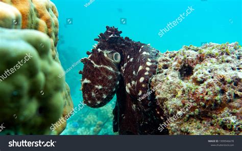 Image result for Octopus Solves Problem