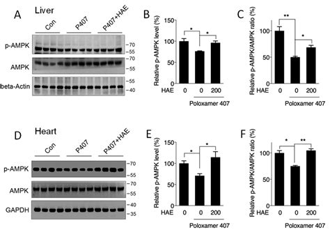Herba houttuyniae Extract Benefits Hyperlipidemic Mice via Activation ...