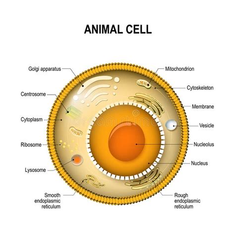 Cell Components 的图像结果