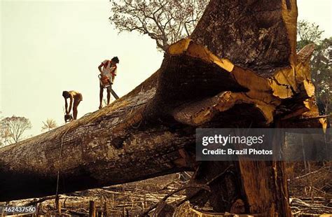 Image result for Logging Amazon Rainforest