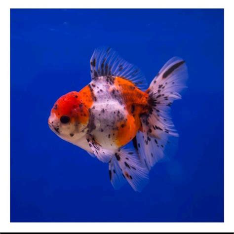 Jual Ikan Mas Koki Oranda Calico / 3warna ukuran 5Cm - Kota Bandung ...