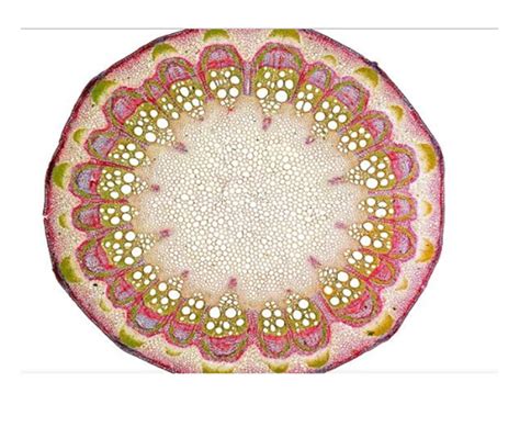 Government College, Kottayam