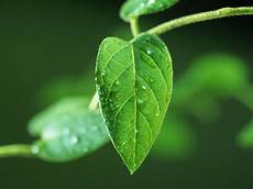 Green Leaf Wallpaper by Wallpapers Green Leaf Wallpapers Green Leaf Wallpaper