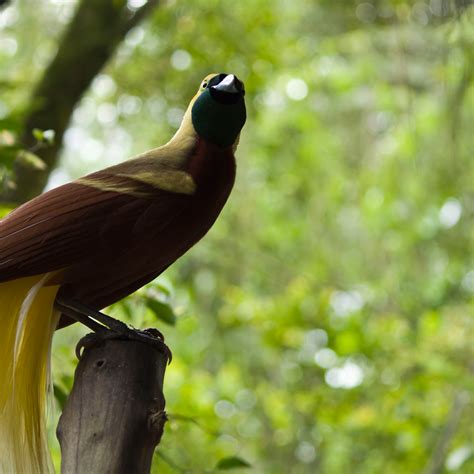 Greater Bird Of Paradise Female