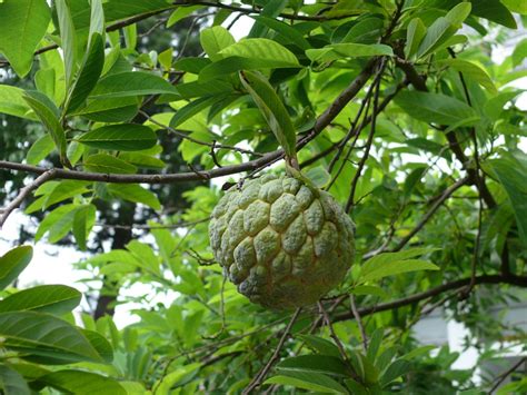 Melghat Plant Data Bank - Search