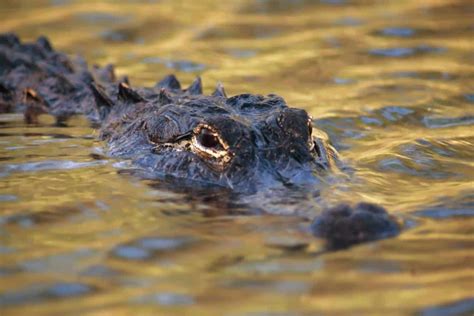 Image result for How Fast Is a Gator