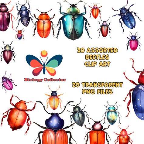 20 BEETLE CLIP ART, Assorted Bug Clip Art, Png Transparent Background ...