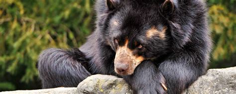 Download wallpaper 2560x1024 bear, sad, down, lonely, waiting ultrawide ...