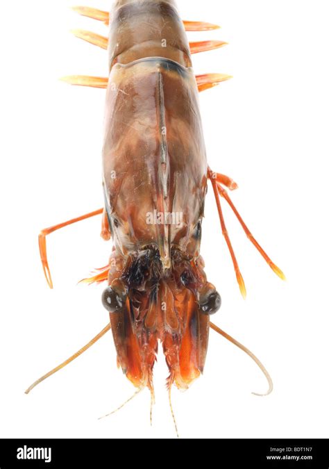 Image result for Gamba Tutorial