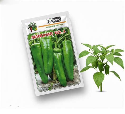 Manohar No.4 China Chilli Seeds (Bioland) – High Yield Hybrid | Farmers ...