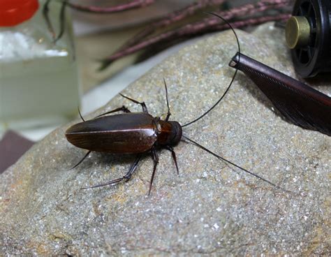 Cockroach Fly Tutorial 的图像结果