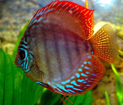 Image result for Discus Fish Water Conditions
