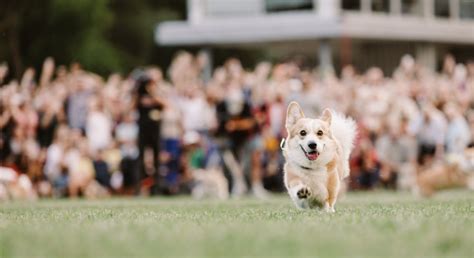 Corgi Race Vilnius, Vingio parkas, Vilnius, 24 August 2024 | AllEvents.in