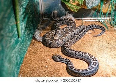 Image result for Large Python Cage