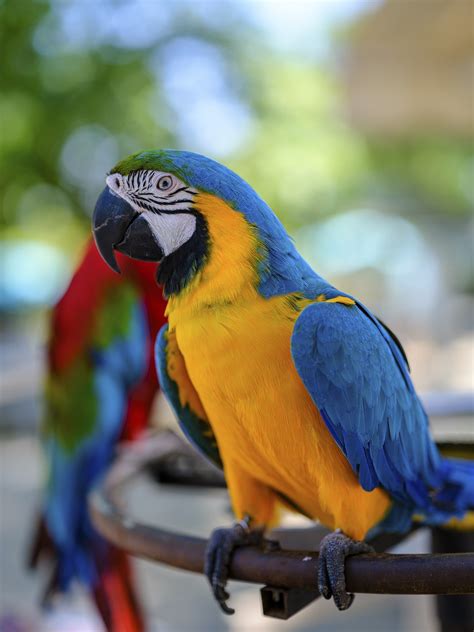 Image result for Bird Simple Parrot Image
