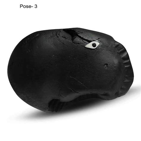 Varaha Shaligram Stone for Protection & Prosperity