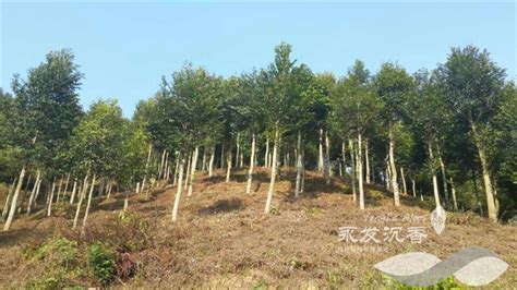 沉香树的种植和管理_中国永发沉香树种植基地