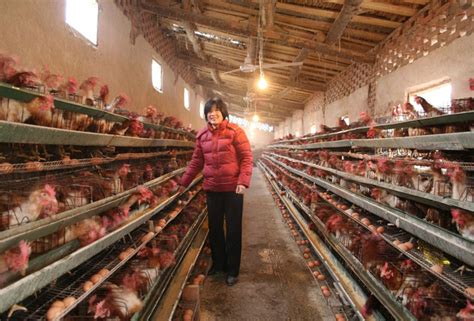 某家禽养殖场鸡蛋多级生产线输送生产线蛋鸡养殖场农业技术设备高清图片下载-正版图片503132947-摄图网
