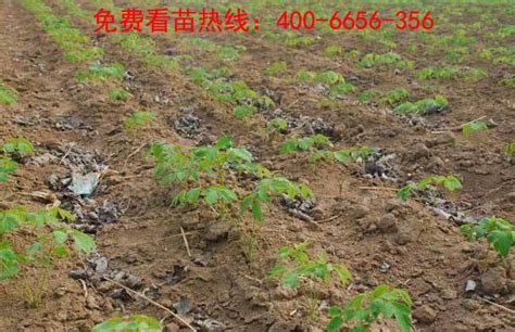 牡丹几月种植?牡丹种子种植技术-种植技术-中国花木网