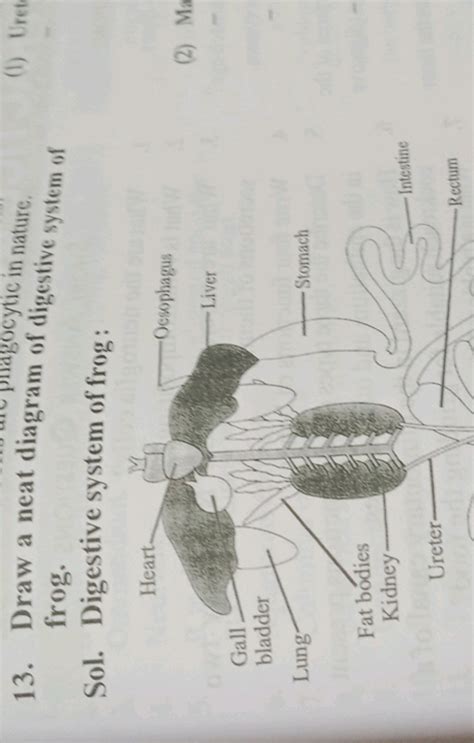 13. Draw a neat diagragocytic in nature. frog.Sol. Digestive system of f..