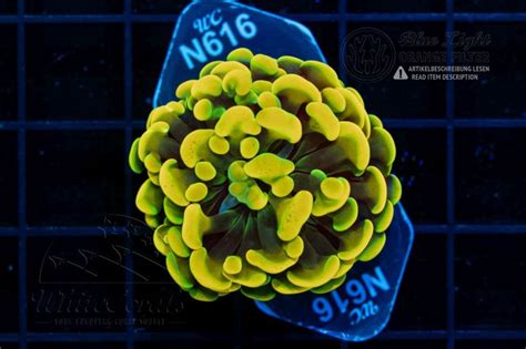 Euphyllia paraancora Gold (Filter)-LPS3_250305_084