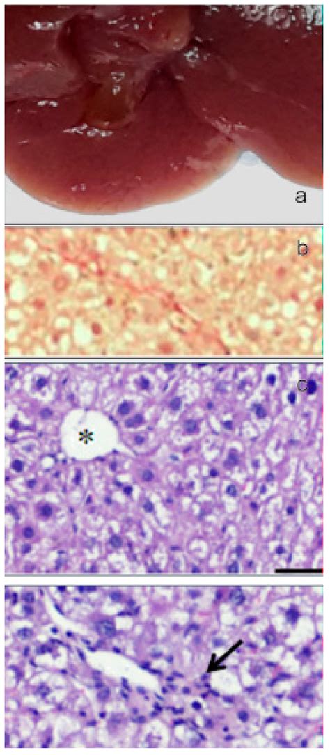 Paramylon, a Potent Immunomodulator from WZSL Mutant of Euglena gracilis