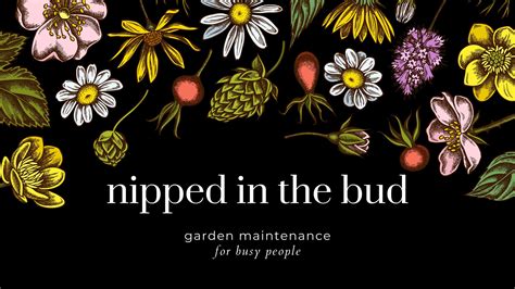 Nipped in the Bud | garden maintenance for busy people!
