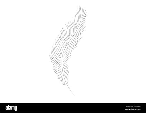 Image result for Sample of Line Feathering