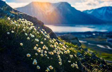 Tundra Plants: Common Plant Types List, Life in Arctic & Alpine Biomes