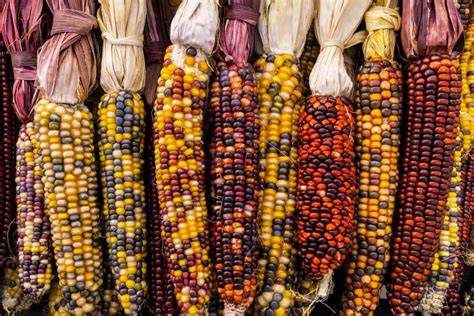 Was Corn Linked to Native Tribe Power and Authority