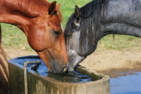 You Can Lead a Horse to Water… (Horse Hydration 101)