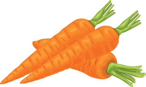 Carrot. Image of a ripe carrot. Vitamin vegetable. Organic food. Orange ...
