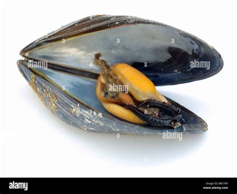 Image result for Is Mussel Is Bad When Is Open