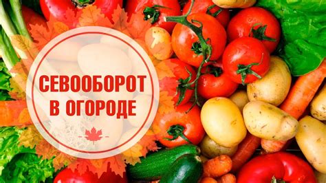 Севооборот в огороде 🍅 Что после чего можно сажать? Советы садоводам от ...