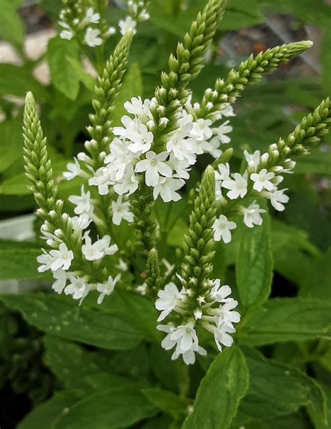 Verbena hastata white form Bare Rooted – Trigg Plants