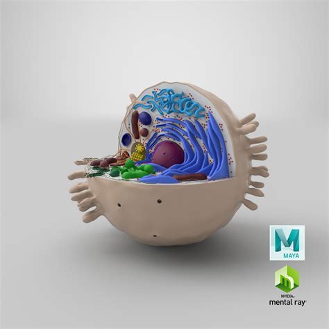 Animal Cell 3D Model $149 - .3ds .fbx .obj .max .c4d .ma - Free3D